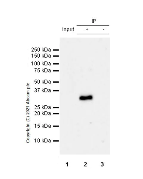 Immunoprecipitation - Anti-METTL1 (phospho S27) antibody [EPR24280-9] (AB271062)