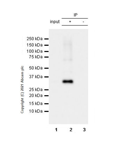 Immunoprecipitation - Anti-METTL1 (phospho S27) antibody [EPR24280-9] (AB271062), expandable thumbnail