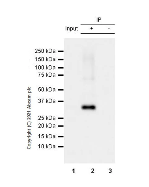 Immunoprecipitation - Anti-METTL1 (phospho S27) antibody [EPR24280-9] (AB271062)