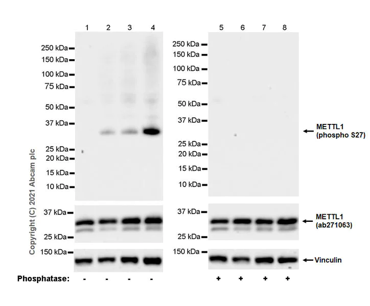 Western blot - Anti-METTL1 (phospho S27) antibody [EPR24280-9] (AB271062)