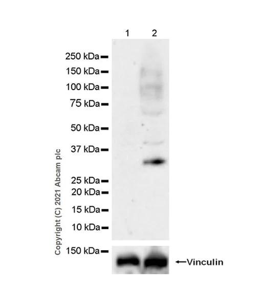 Western blot - Anti-METTL1 (phospho S27) antibody [EPR24280-9] (AB271062)
