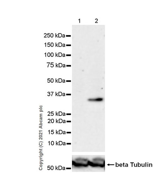 Western blot - Anti-METTL1 (phospho S27) antibody [EPR24280-9] (AB271062), expandable thumbnail