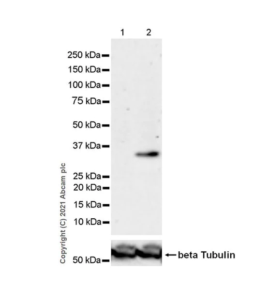 Western blot - Anti-METTL1 (phospho S27) antibody [EPR24280-9] (AB271062)