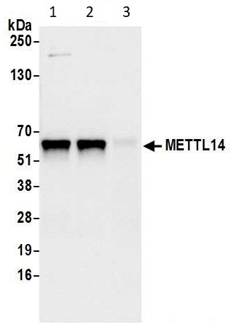 Immunoprecipitation - Anti-METTL14 antibody (AB252562), expandable thumbnail