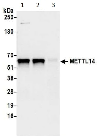 Immunoprecipitation - Anti-METTL14 antibody (AB252562)