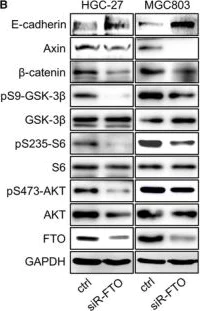 Western blot - Anti-METTL14 antibody [CL4252] (AB220030)
