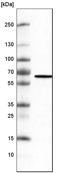 Western blot - Anti-METTL14 antibody [CL4252] (AB220030)