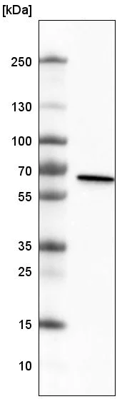 Western blot - Anti-METTL14 antibody [CL4254] (AB220031)