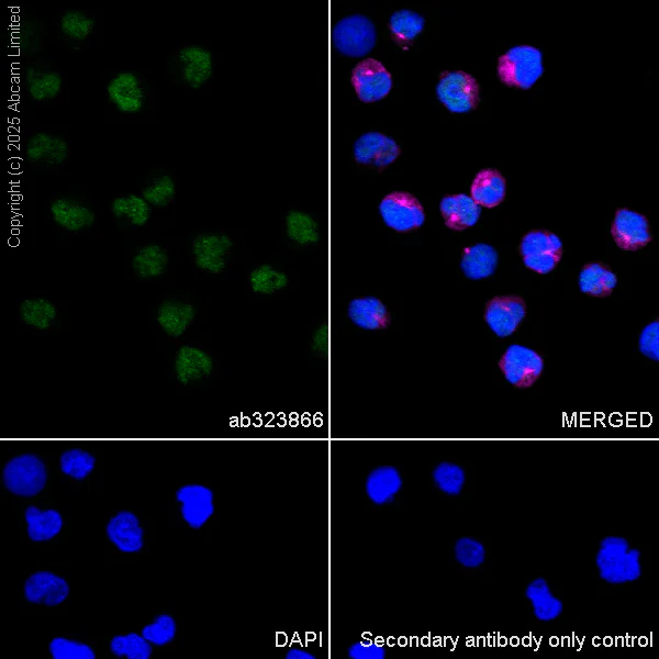 Immunocytochemistry/ Immunofluorescence - Anti-METTL14 antibody [EPR27233-258] (AB323866)