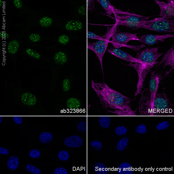Immunocytochemistry/ Immunofluorescence - Anti-METTL14 antibody [EPR27233-258] (AB323866)
