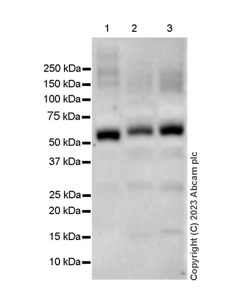 Western blot - Anti-METTL14 antibody [EPR27234-62] (AB309096), expandable thumbnail