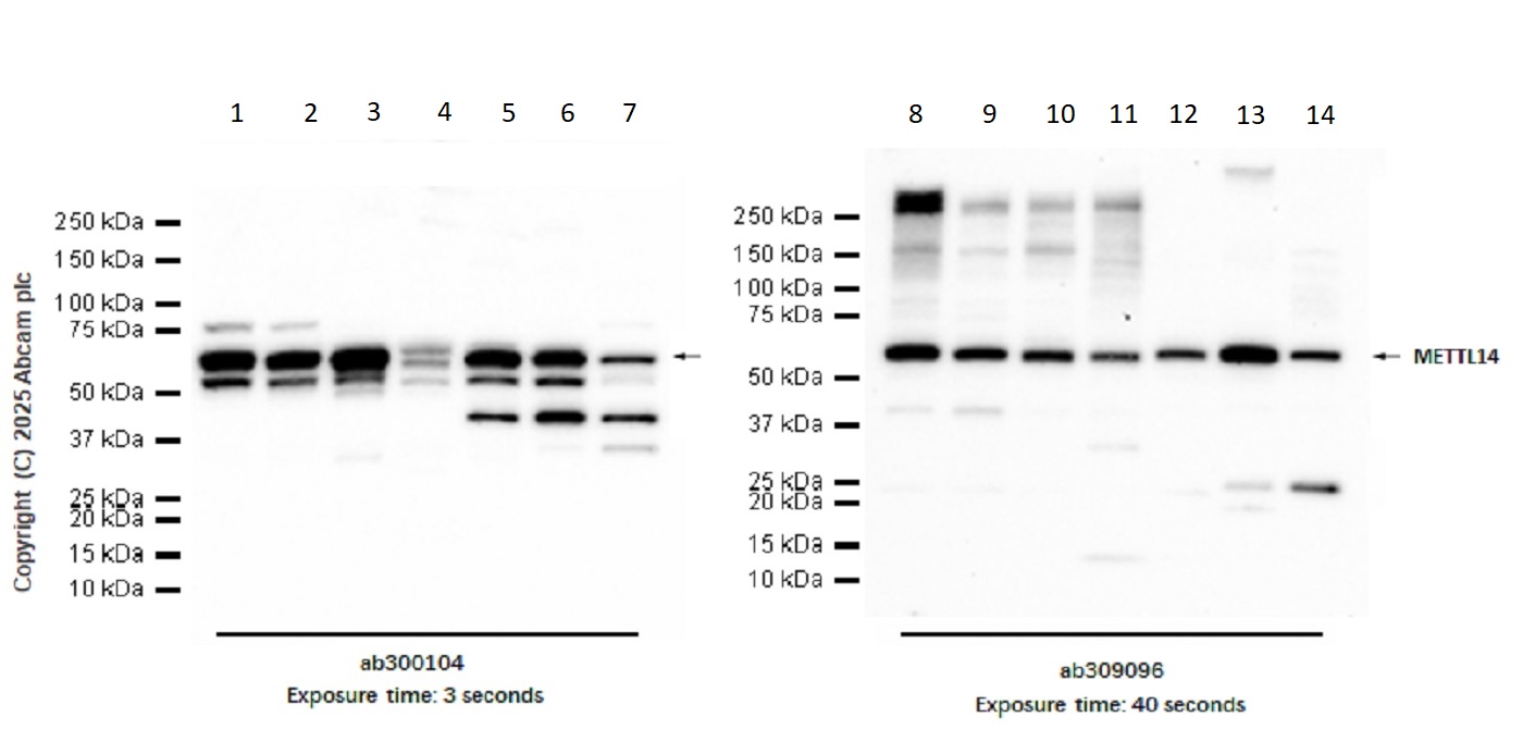 Western blot - Anti-METTL14 antibody [EPR27234-62] (AB309096), expandable thumbnail