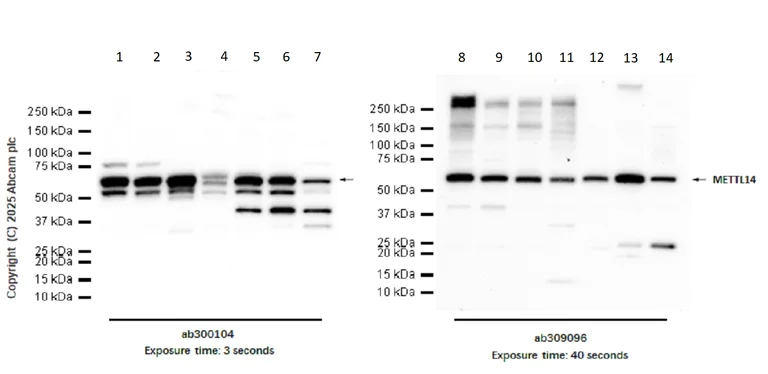Western blot - Anti-METTL14 antibody [EPR27234-62] (AB309096)