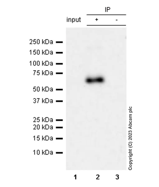 Immunoprecipitation - Anti-METTL14 antibody [EPR27234-62] - BSA and Azide free (AB309097)