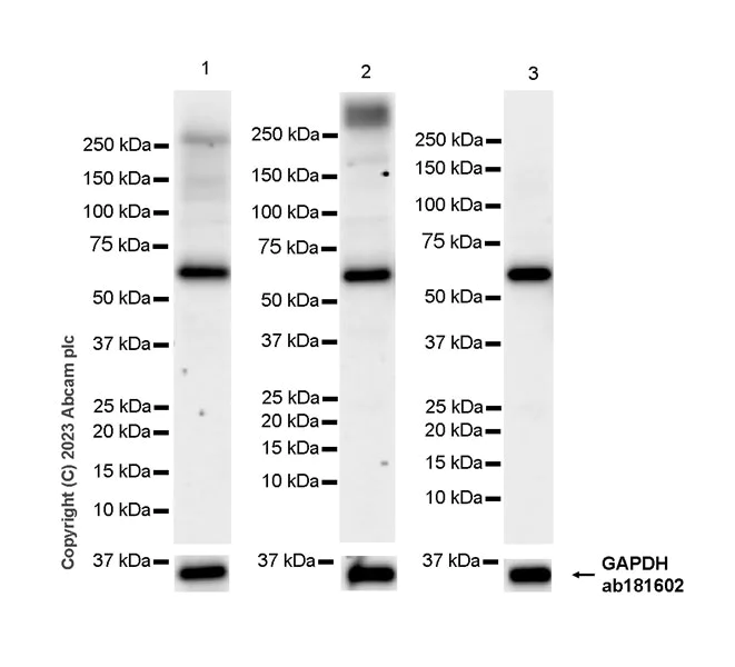 Western blot - Anti-METTL14 antibody [EPR27234-62] - BSA and Azide free (AB309097)