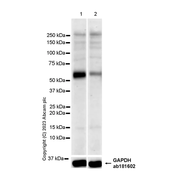 Western blot - Anti-METTL14 antibody [EPR27234-62] - BSA and Azide free (AB309097)
