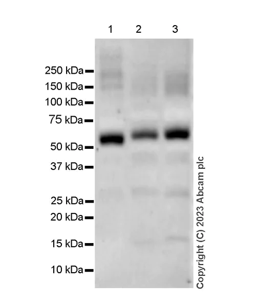 Western blot - Anti-METTL14 antibody [EPR27234-62] - BSA and Azide free (AB309097)