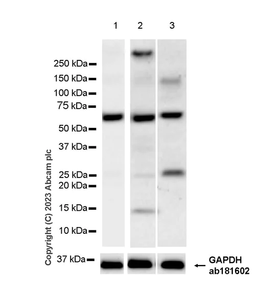 Western blot - Anti-METTL14 antibody [EPR27234-62] - BSA and Azide free (AB309097)