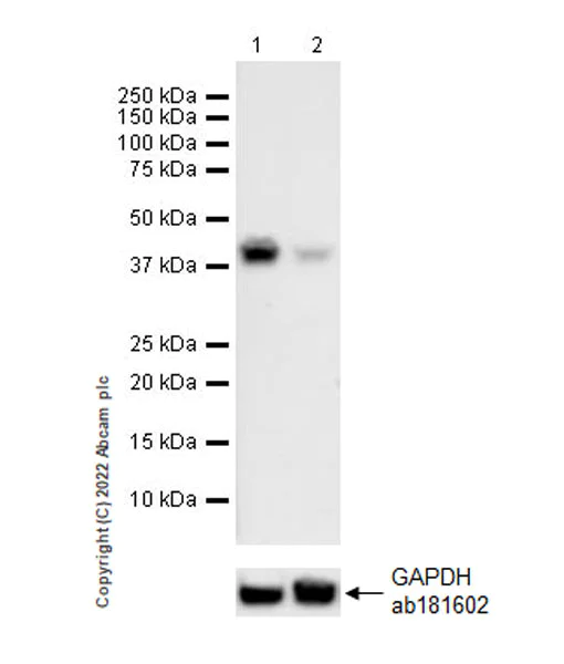 Western blot - Anti-METTL15 antibody [EPR25213-46] (AB307819)