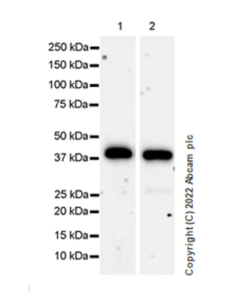 Western blot - Anti-METTL15 antibody [EPR25213-46] (AB307819)