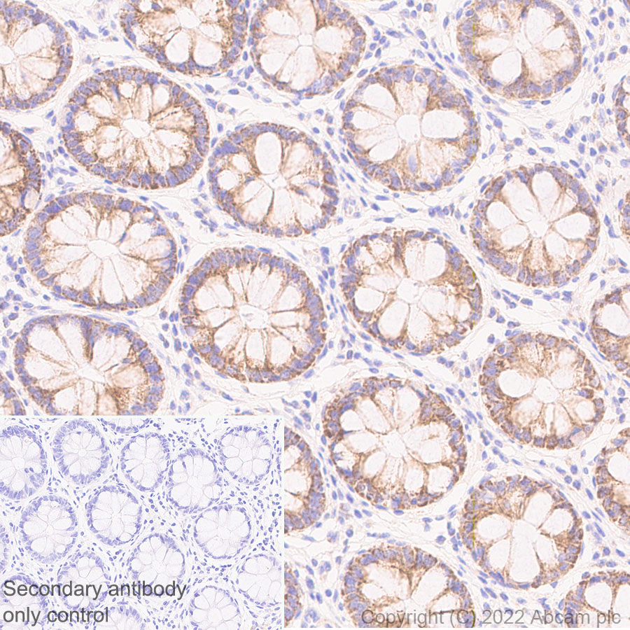 Immunohistochemistry (Formalin/PFA-fixed paraffin-embedded sections) - Anti-METTL15 antibody [EPR25213-46] - BSA and Azide free (ab307820), expandable thumbnail
