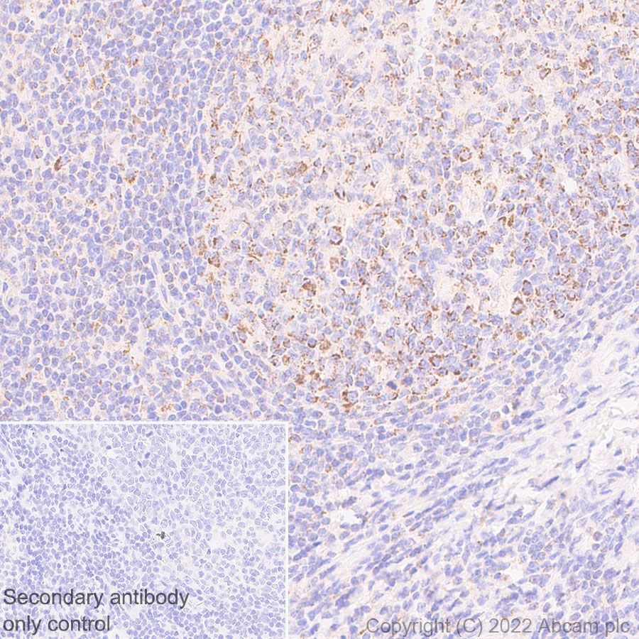 Immunohistochemistry (Formalin/PFA-fixed paraffin-embedded sections) - Anti-METTL15 antibody [EPR25213-46] - BSA and Azide free (AB307820), expandable thumbnail