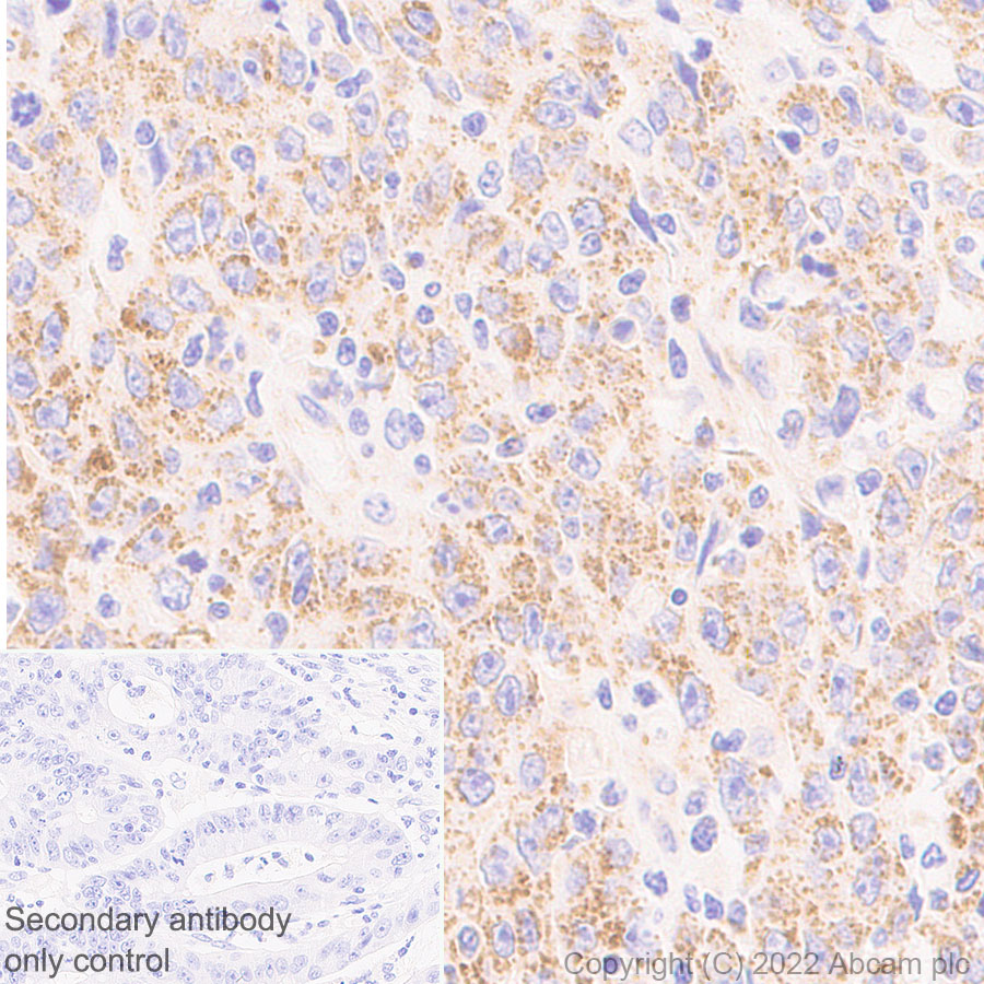 Immunohistochemistry (Formalin/PFA-fixed paraffin-embedded sections) - Anti-METTL15 antibody [EPR25213-46] - BSA and Azide free (AB307820), expandable thumbnail