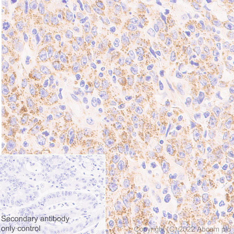 Immunohistochemistry (Formalin/PFA-fixed paraffin-embedded sections) - Anti-METTL15 antibody [EPR25213-46] - BSA and Azide free (AB307820)