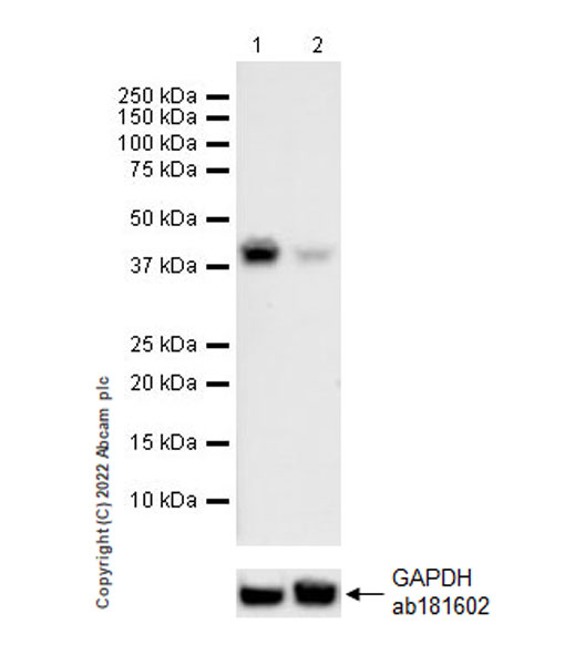Western blot - Anti-METTL15 antibody [EPR25213-46] - BSA and Azide free (AB307820), expandable thumbnail