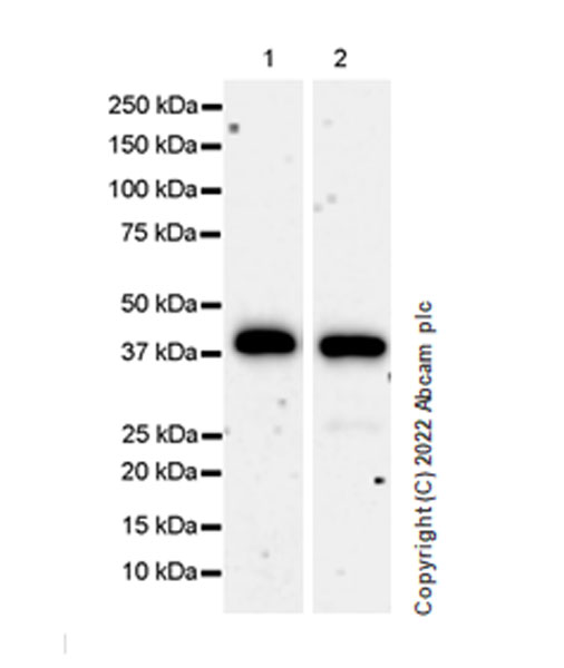 Western blot - Anti-METTL15 antibody [EPR25213-46] - BSA and Azide free (AB307820), expandable thumbnail
