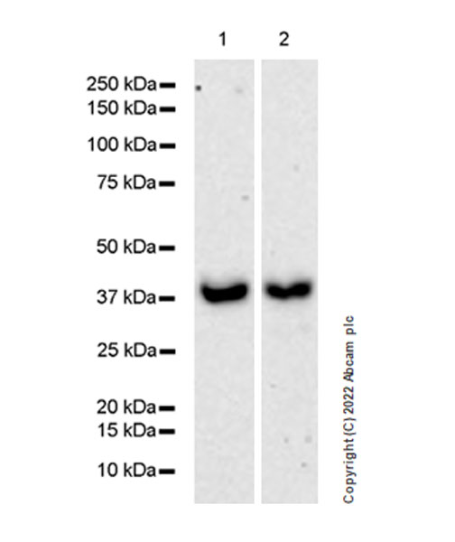 Western blot - Anti-METTL15 antibody [EPR25213-46] - BSA and Azide free (AB307820), expandable thumbnail
