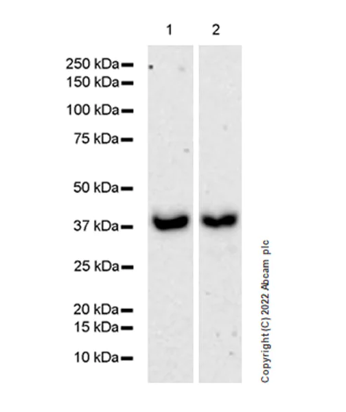 Western blot - Anti-METTL15 antibody [EPR25213-46] - BSA and Azide free (AB307820)