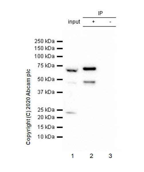 Immunoprecipitation - Anti-METTL16 antibody [EPR23459-39] (AB252420)