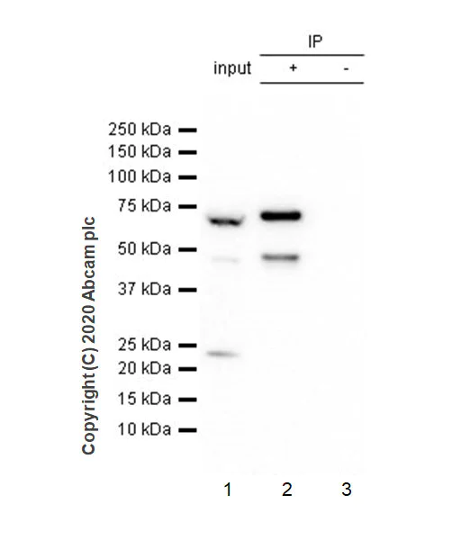 Immunoprecipitation - Anti-METTL16 antibody [EPR23459-39] (AB252420)