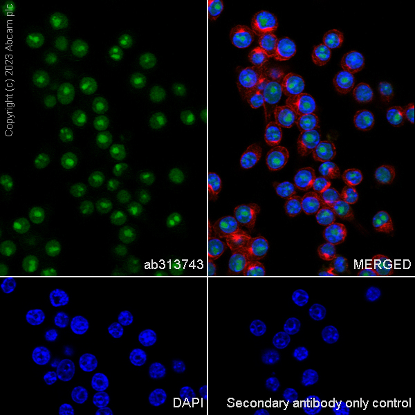 Immunocytochemistry/ Immunofluorescence - Anti-METTL16 antibody [EPR27236-78] (AB313743), expandable thumbnail