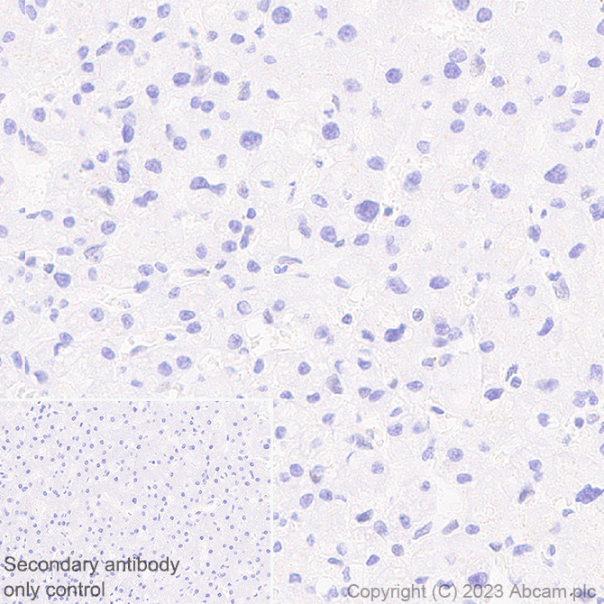 Immunohistochemistry (Formalin/PFA-fixed paraffin-embedded sections) - Anti-METTL16 antibody [EPR27236-78] (AB313743), expandable thumbnail