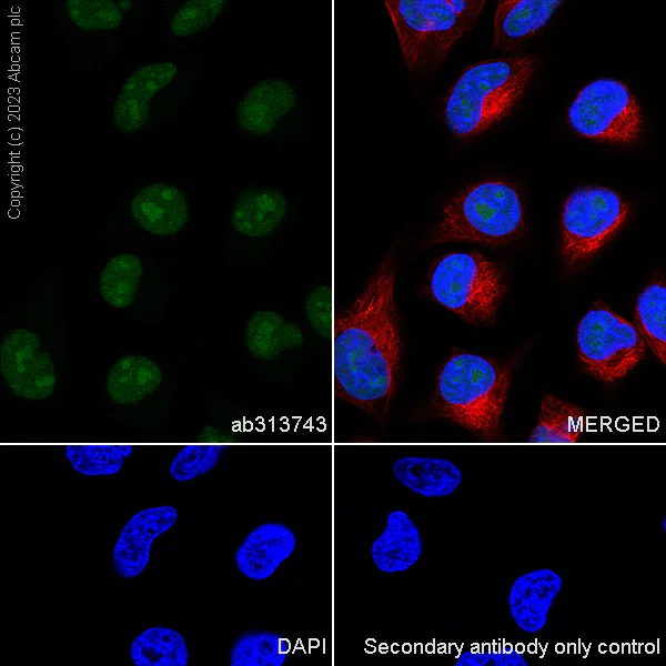 Immunocytochemistry/ Immunofluorescence - Anti-METTL16 antibody [EPR27236-78] - BSA and Azide free (AB313744)