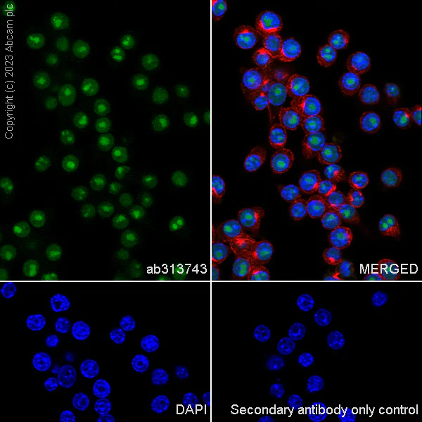Immunocytochemistry/ Immunofluorescence - Anti-METTL16 antibody [EPR27236-78] - BSA and Azide free (AB313744)