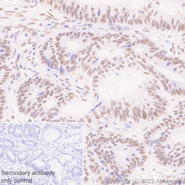 Immunohistochemistry (Formalin/PFA-fixed paraffin-embedded sections) - Anti-METTL16 antibody [EPR27236-78] - BSA and Azide free (AB313744)