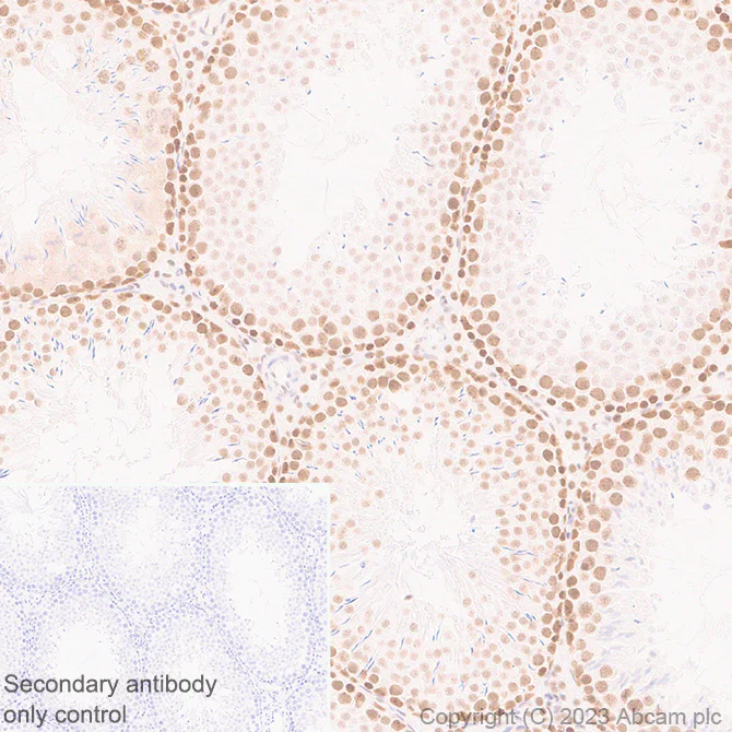 Immunohistochemistry (Formalin/PFA-fixed paraffin-embedded sections) - Anti-METTL16 antibody [EPR27236-78] - BSA and Azide free (AB313744)