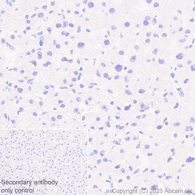 Immunohistochemistry (Formalin/PFA-fixed paraffin-embedded sections) - Anti-METTL16 antibody [EPR27236-78] - BSA and Azide free (AB313744)