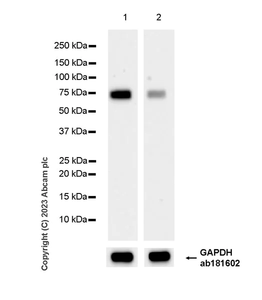 Western blot - Anti-METTL16 antibody [EPR27236-78] - BSA and Azide free (AB313744)