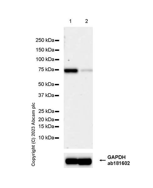 Western blot - Anti-METTL16 antibody [EPR27236-78] - BSA and Azide free (AB313744)
