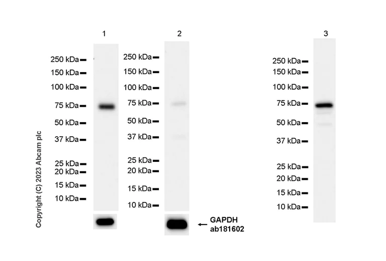 Western blot - Anti-METTL16 antibody [EPR27236-78] - BSA and Azide free (AB313744)
