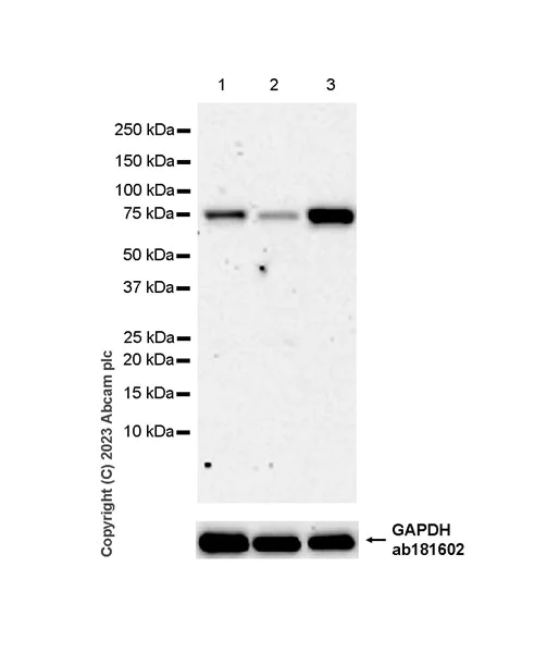 Western blot - Anti-METTL16 antibody [EPR27236-78] - BSA and Azide free (AB313744)