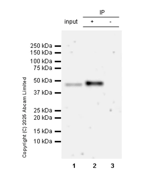 Immunoprecipitation - Anti-METTL2 antibody [EPR26701-205] (AB324877)