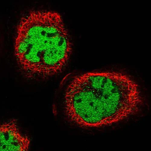 Immunocytochemistry/ Immunofluorescence - Anti-METTL21B antibody (AB150900)