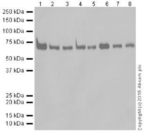 Western blot - Anti-METTL3 antibody [EPR18810] (ab195352), expandable thumbnail