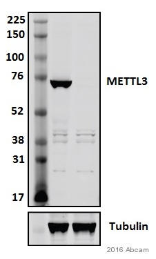 Western blot - Anti-METTL3 antibody [EPR18810] (AB195352), expandable thumbnail