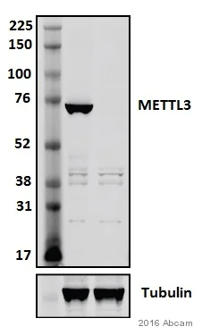 Western blot - Anti-METTL3 antibody [EPR18810] (AB195352)